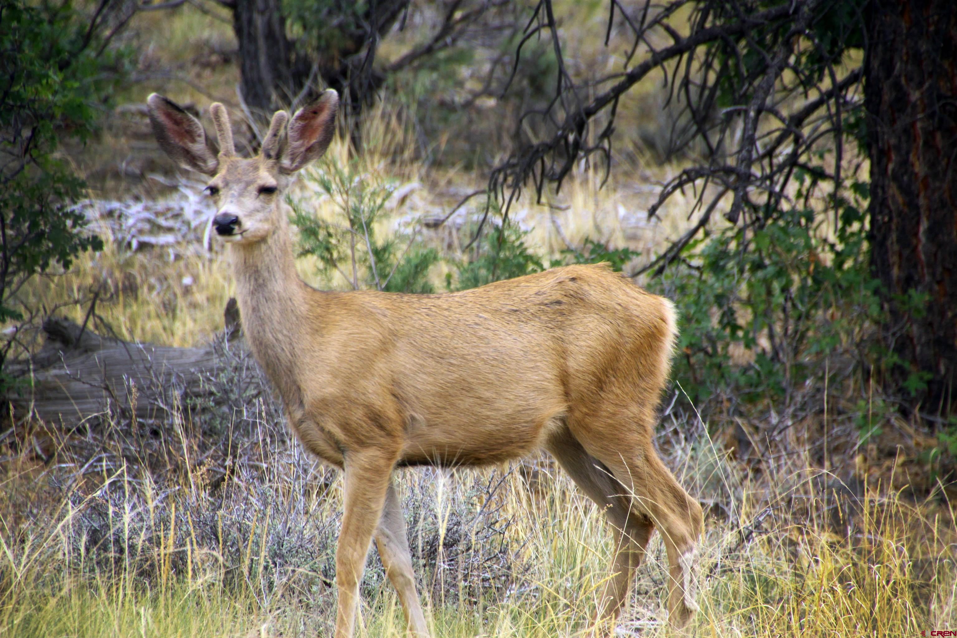 543 Justin's Road Pagosa Springs, CO 81147 - Photo 34 of 41 a view of a tree in a yard