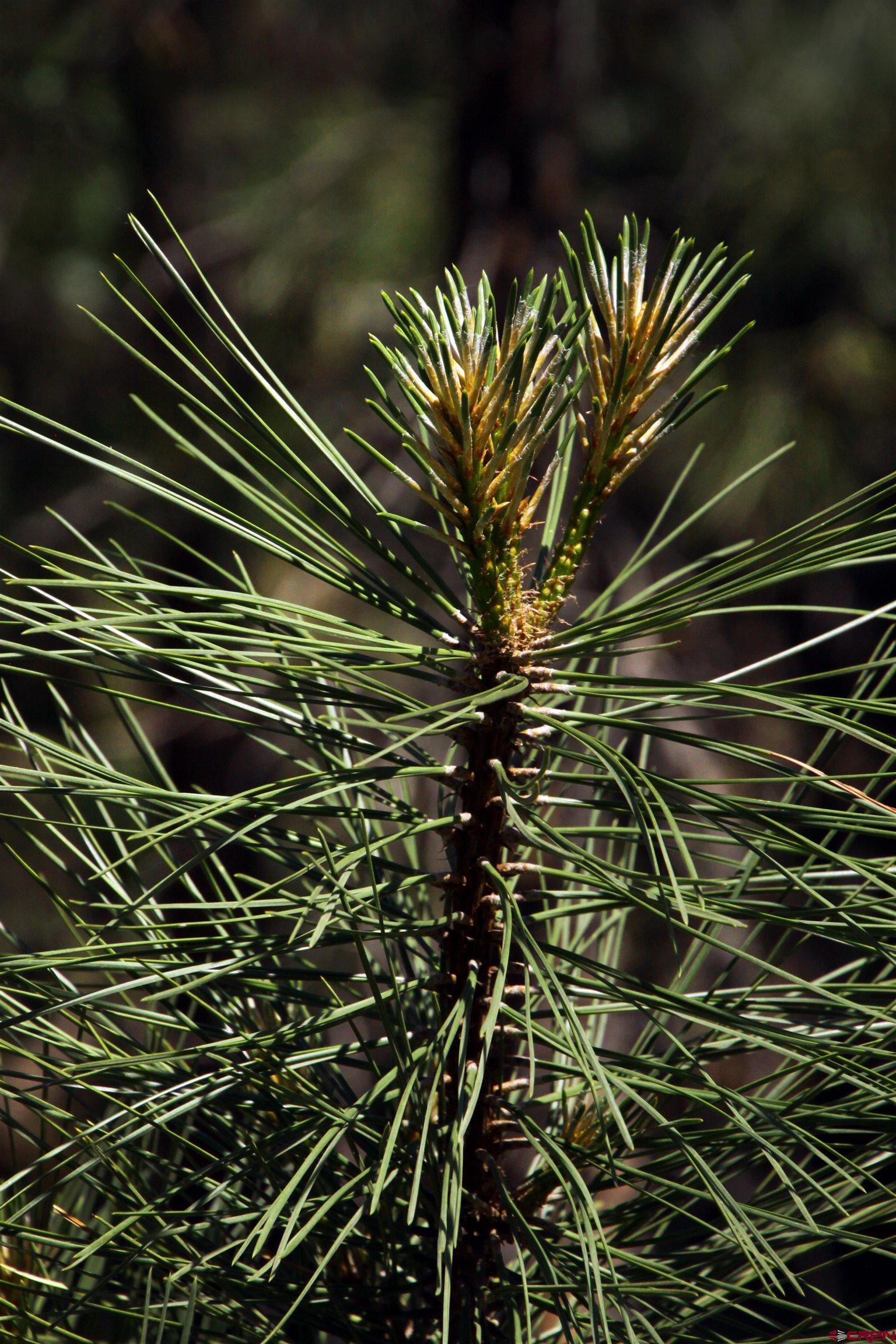 543 Justin's Road Pagosa Springs, CO 81147 - Photo 38 of 41 a close up of a plant