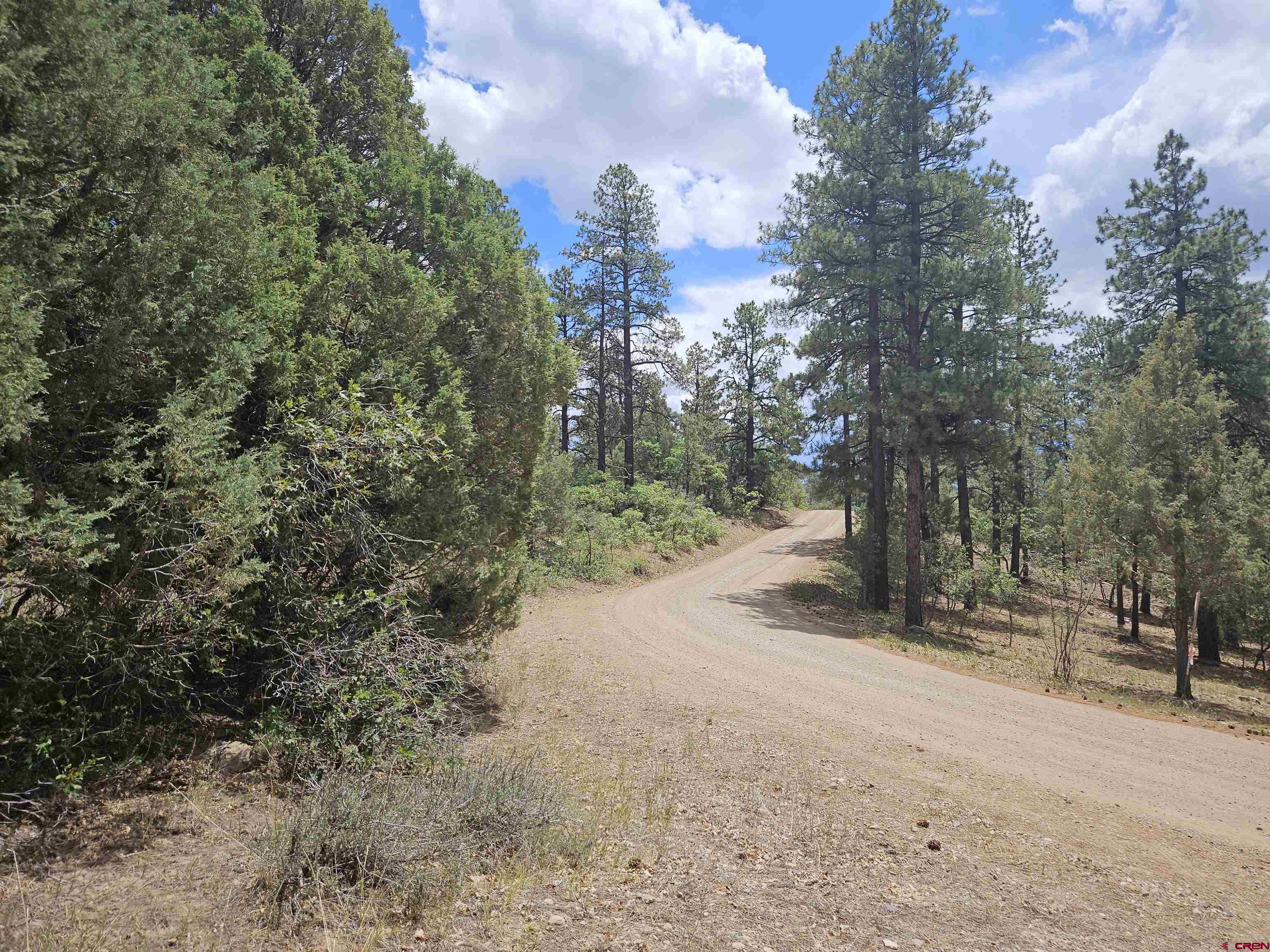 543 Justin's Road Pagosa Springs, CO 81147 - Photo 40 of 41 a view of a yard with a tree
