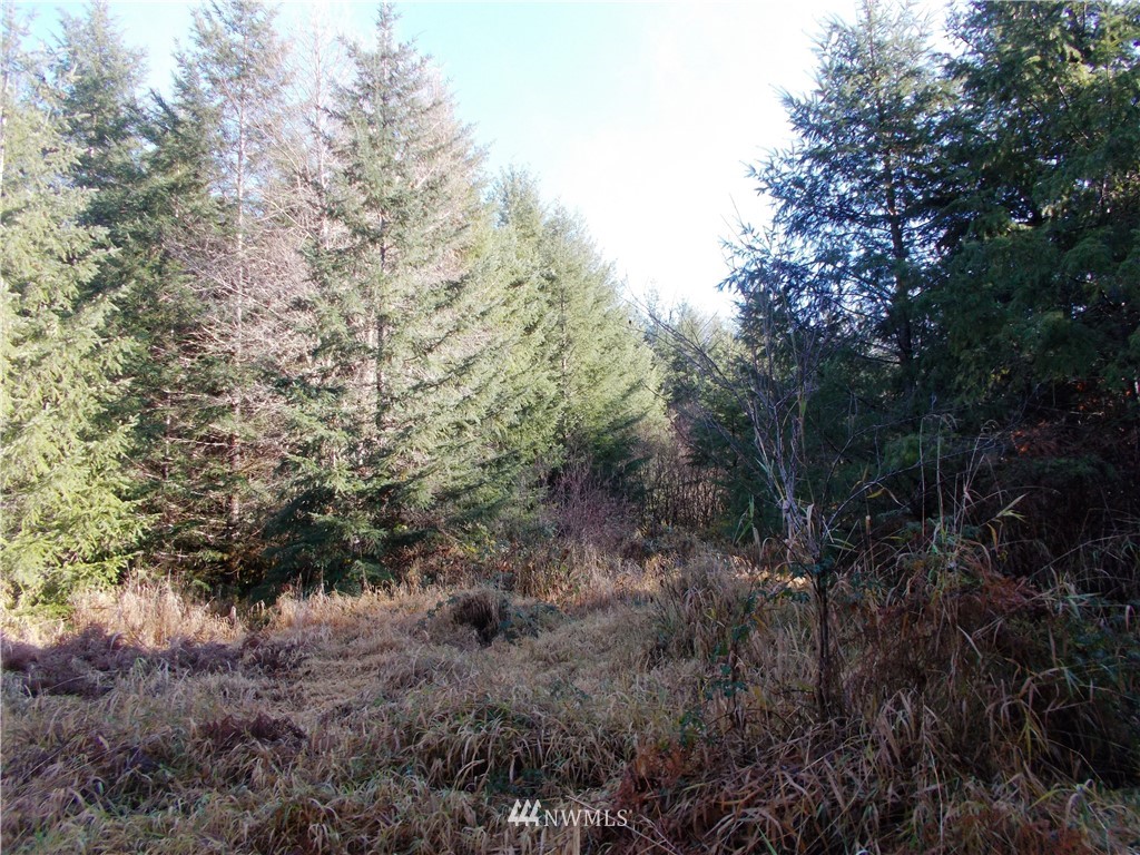 -xx Buttercup Road Morton, WA 98356 - Photo 11 of 18 Gallery Image 11