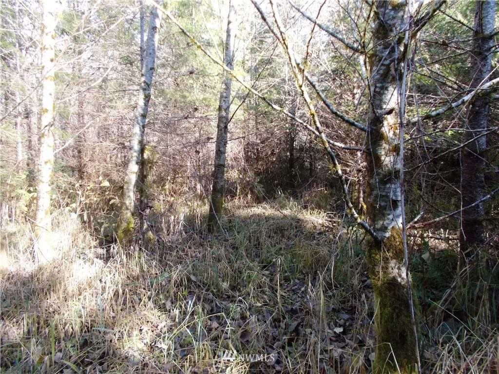-xx Buttercup Road Morton, WA 98356 - Photo 14 of 18 Gallery Image 14
