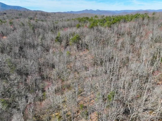 a view of a forest with trees in the background
