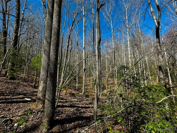 a view of a yard with plants
