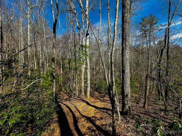 a view of forest