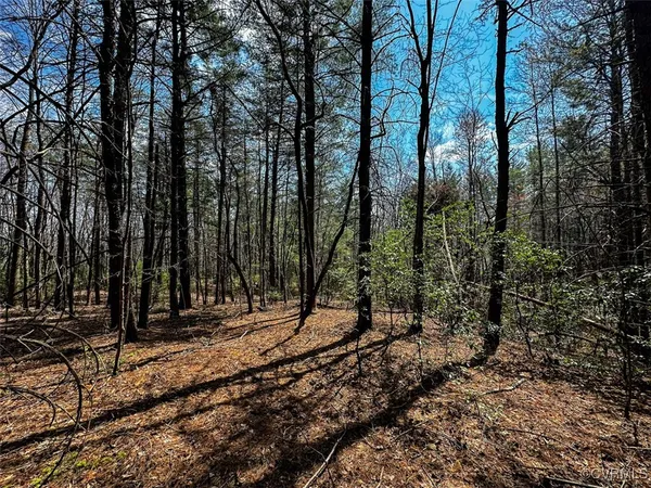 a view of a forest with trees in the background