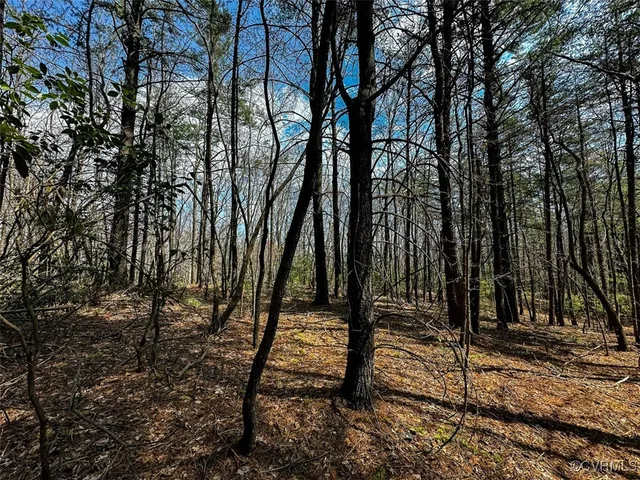 a view of a forest with trees in the background
