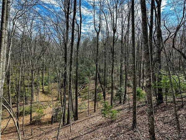 a view of forest