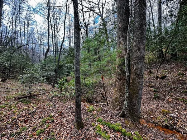 a view of a lush green forest with trees in the background