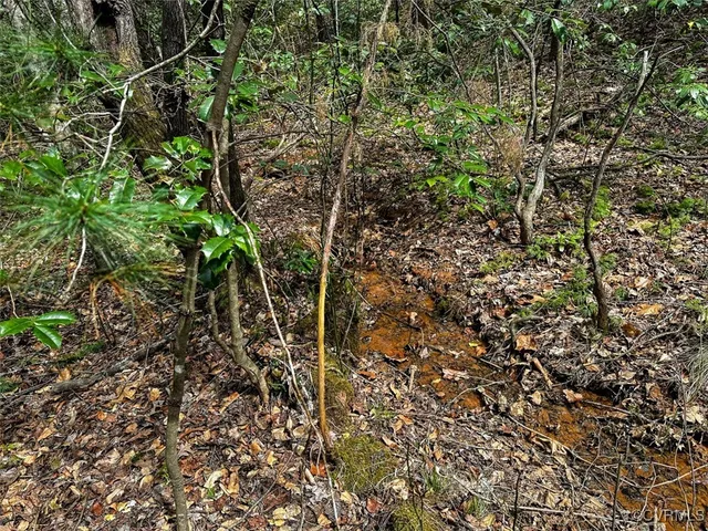 a close up of a tree