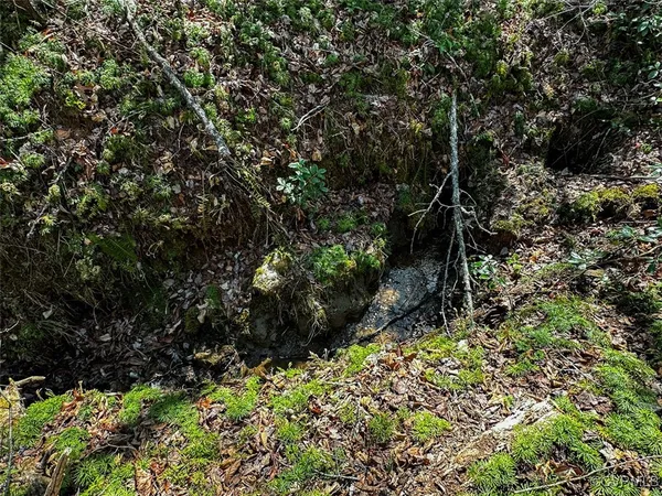 a view of a yard with plants and large trees