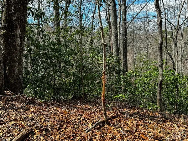 a view of a forest with mountains in the background