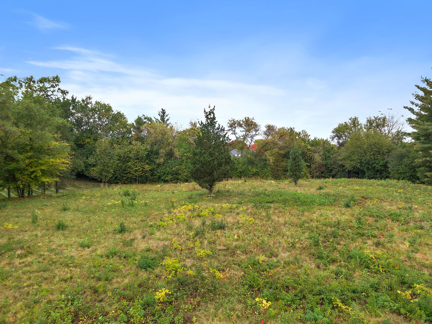 a view of a field with an trees