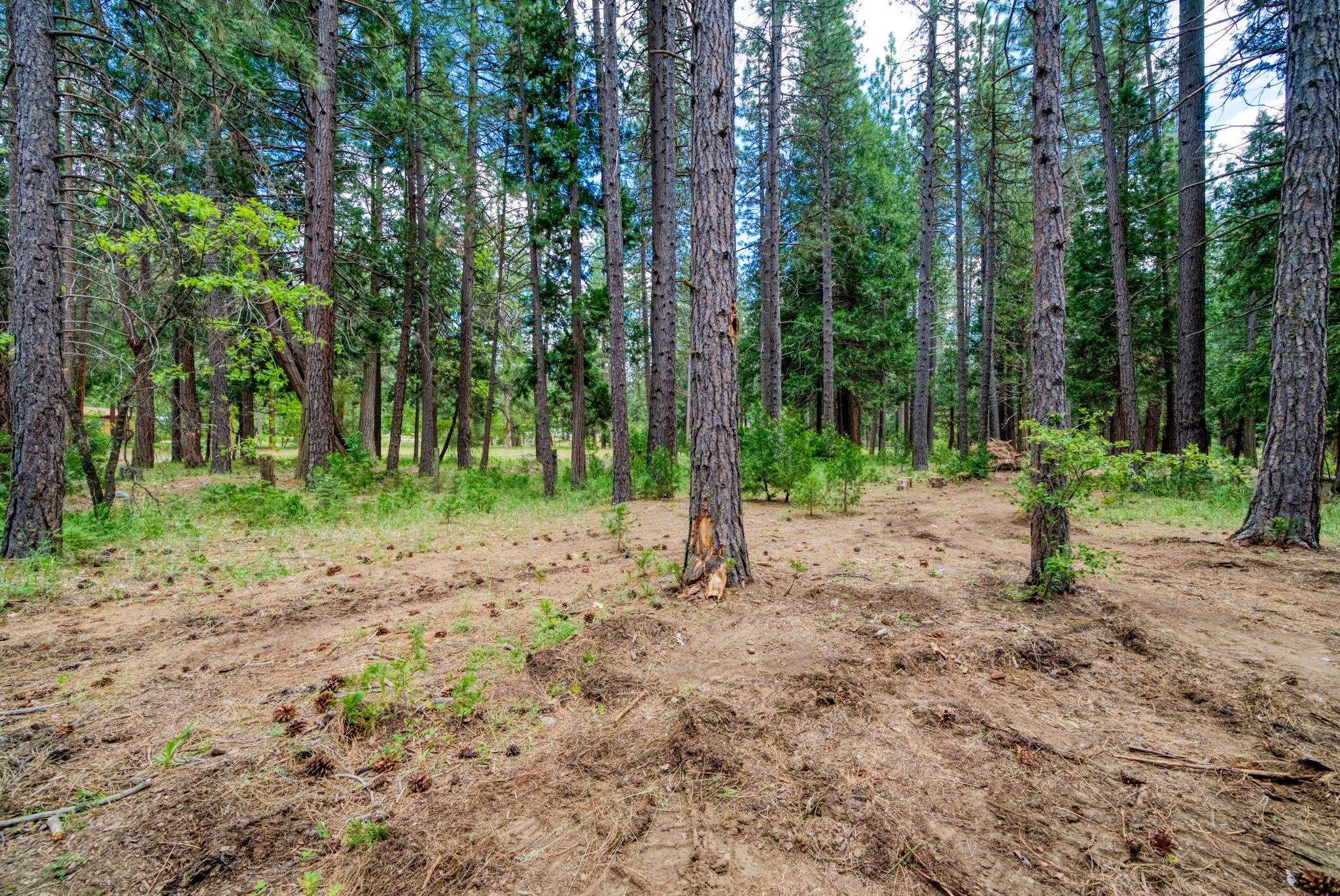 58374 Gill Ranch Road Cromberg, CA 96103 - Photo 12 of 44 a view of a forest with trees in the background