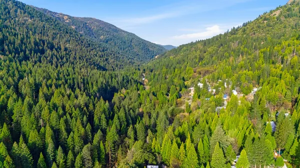 a view of a lush green forest with a mountain in the background