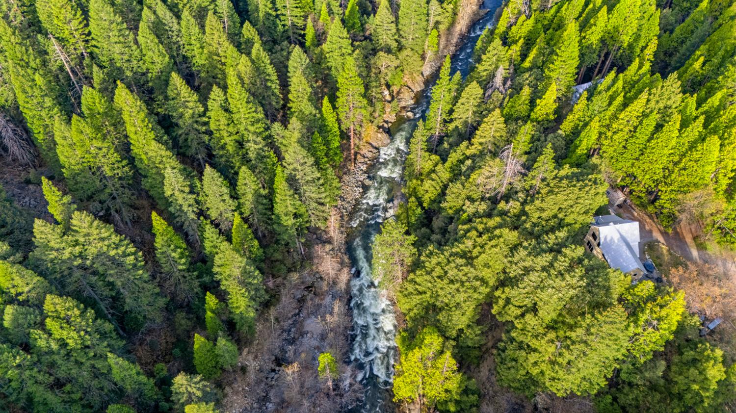 21 Spring Street Sierra City, CA 96125 - Photo 28 of 30 a view of a tree in a garden