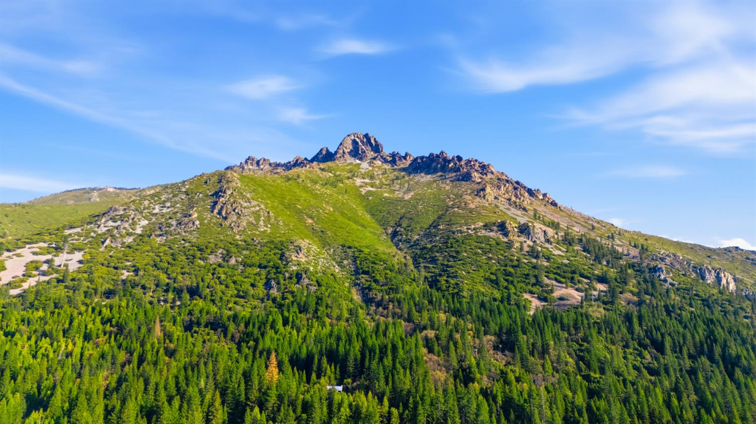 21 Spring Street Sierra City, CA 96125 - Photo 29 of 30 a view of a large trees with plants in front of it