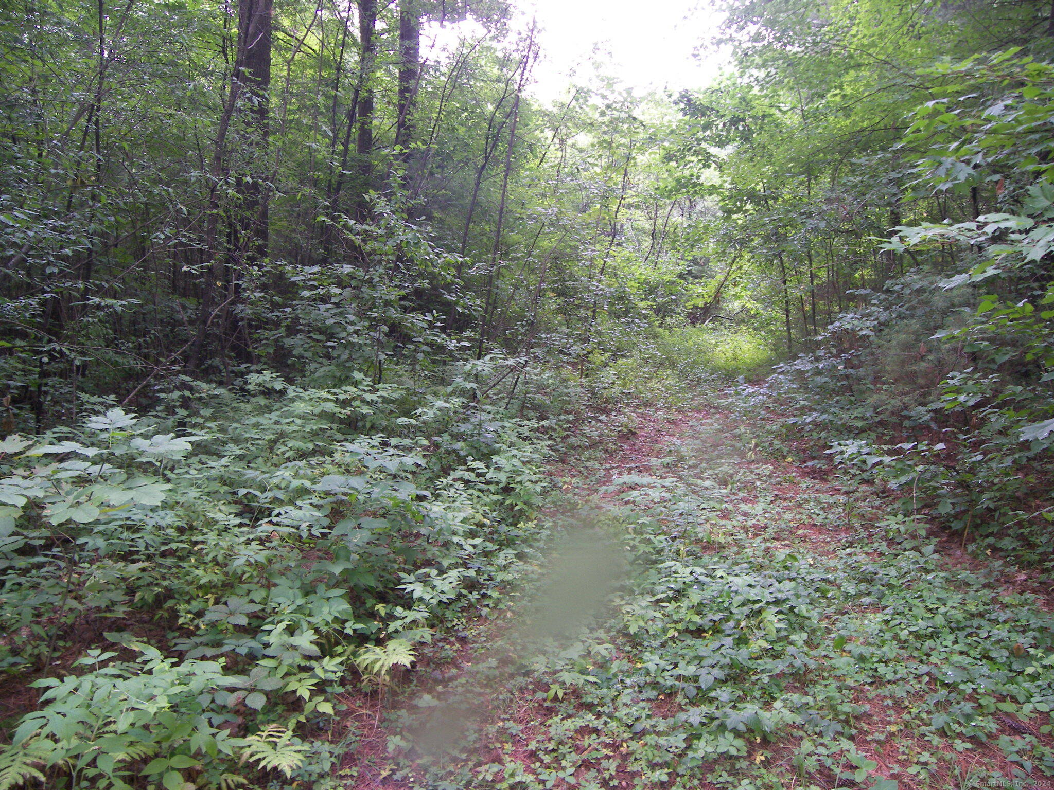 730 Clayton Road Sheffield, MA 01222 - Photo 10 of 21 a view of a forest with trees in the background