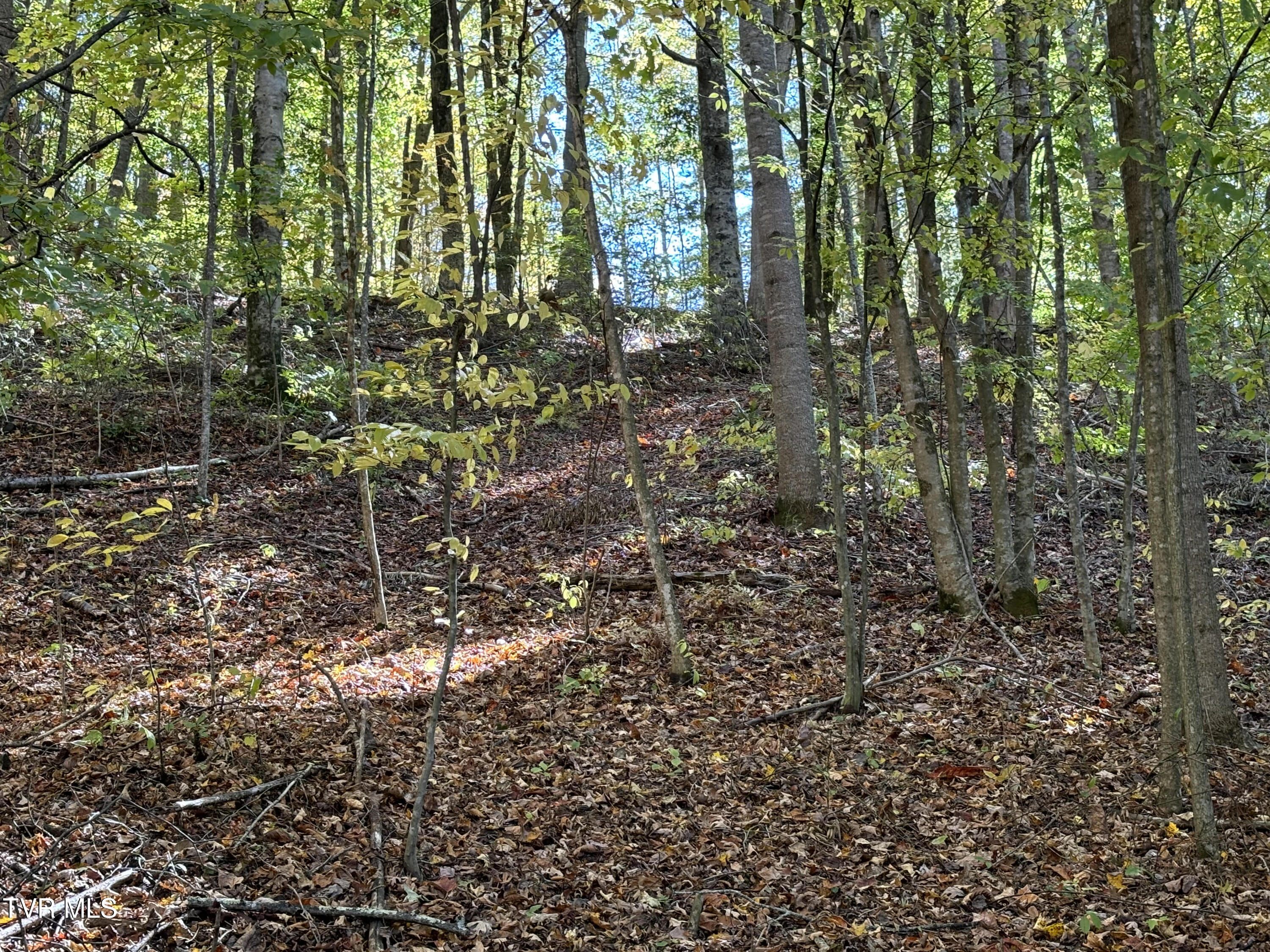 Tbd Heaton Ridge Road Roan Mountain, TN 37687 - Photo 3 of 8 Heaton Ridge 3