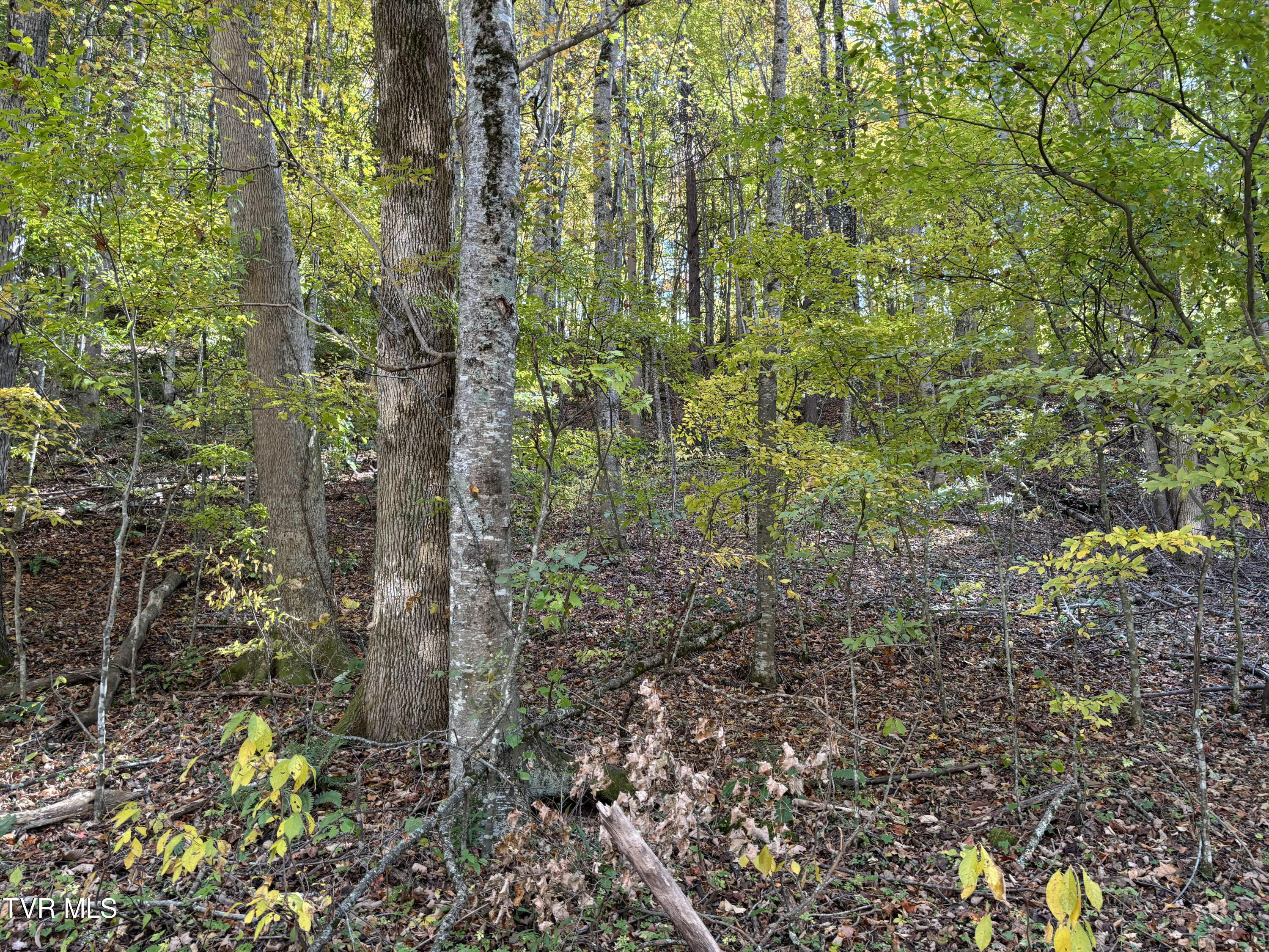 Tbd Heaton Ridge Road Roan Mountain, TN 37687 - Photo 4 of 8 Heaton Ridge 4