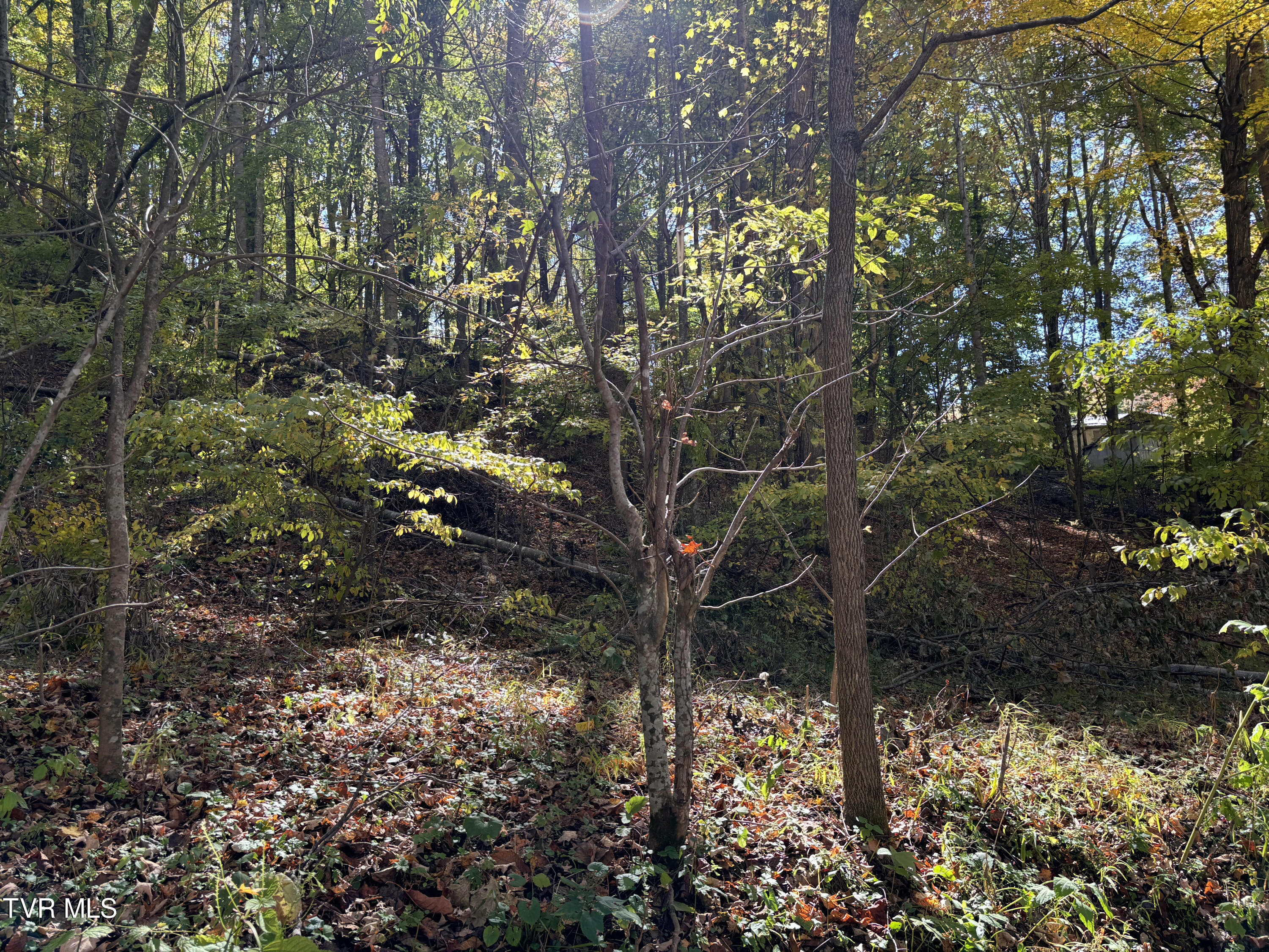 Tbd Heaton Ridge Road Roan Mountain, TN 37687 - Photo 5 of 8 Heaton Ridge 5