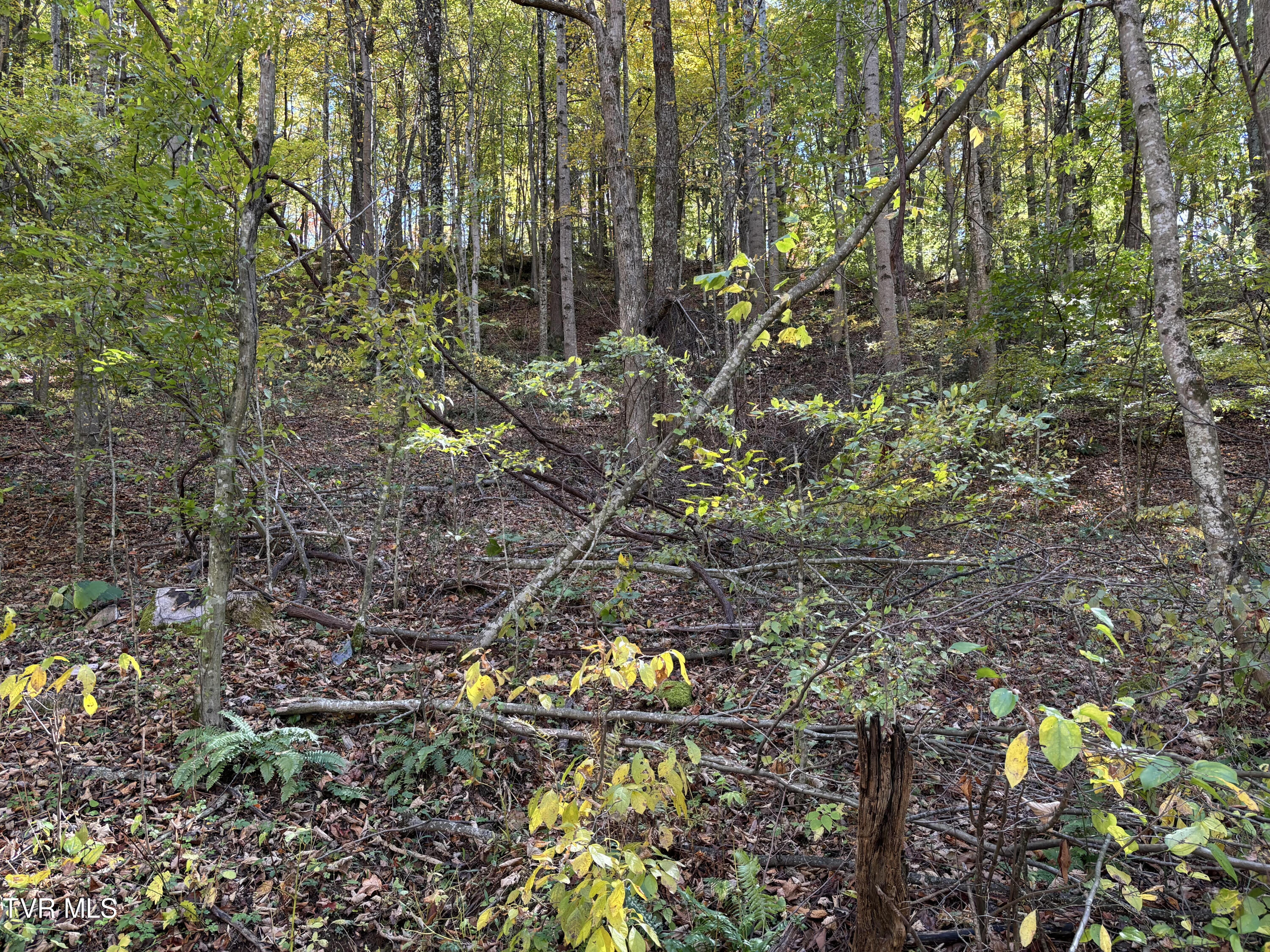 Tbd Heaton Ridge Road Roan Mountain, TN 37687 - Photo 6 of 8 Heaton Ridge 6