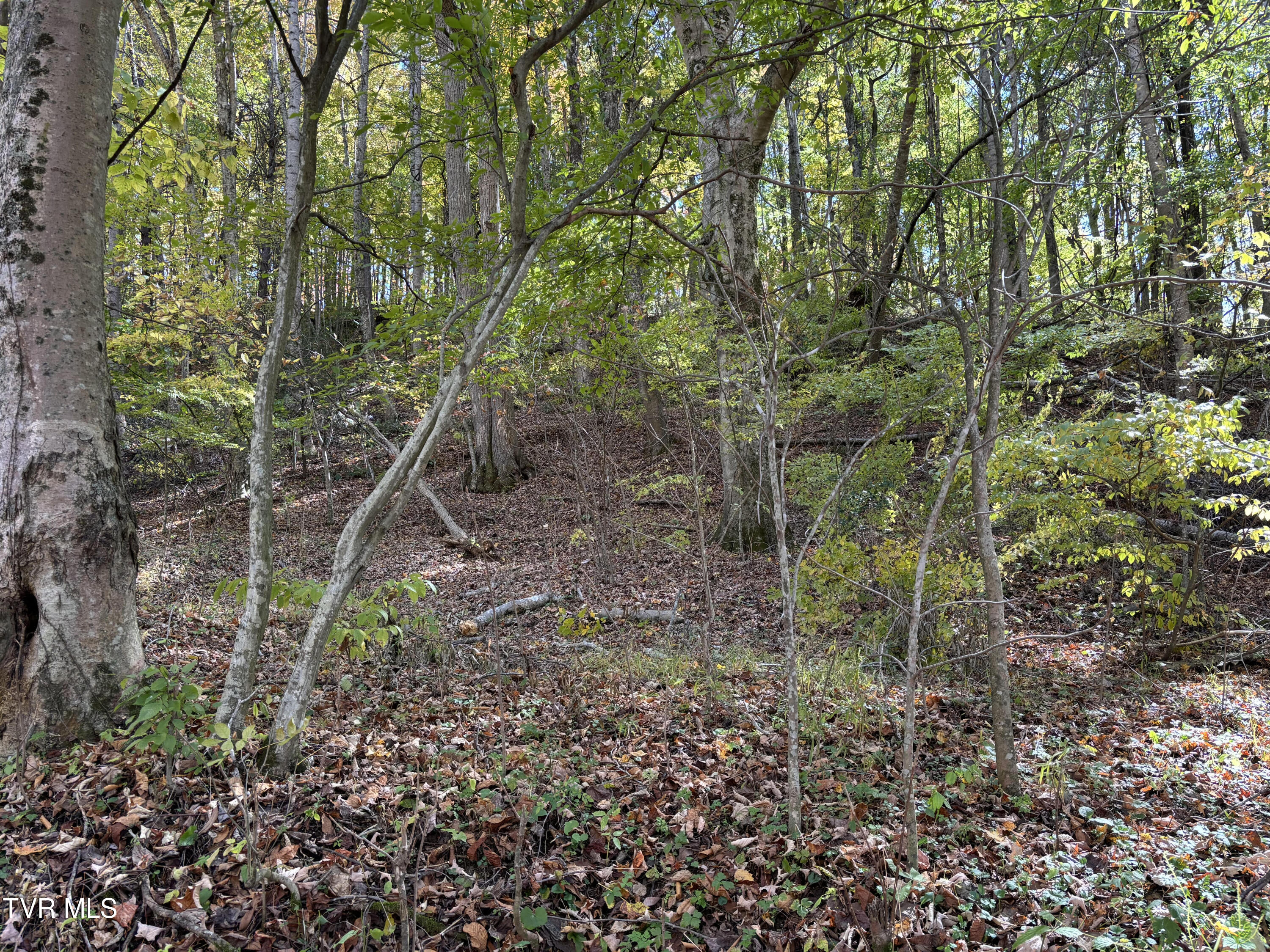 Tbd Heaton Ridge Road Roan Mountain, TN 37687 - Photo 8 of 8 Heaton Ridge 8