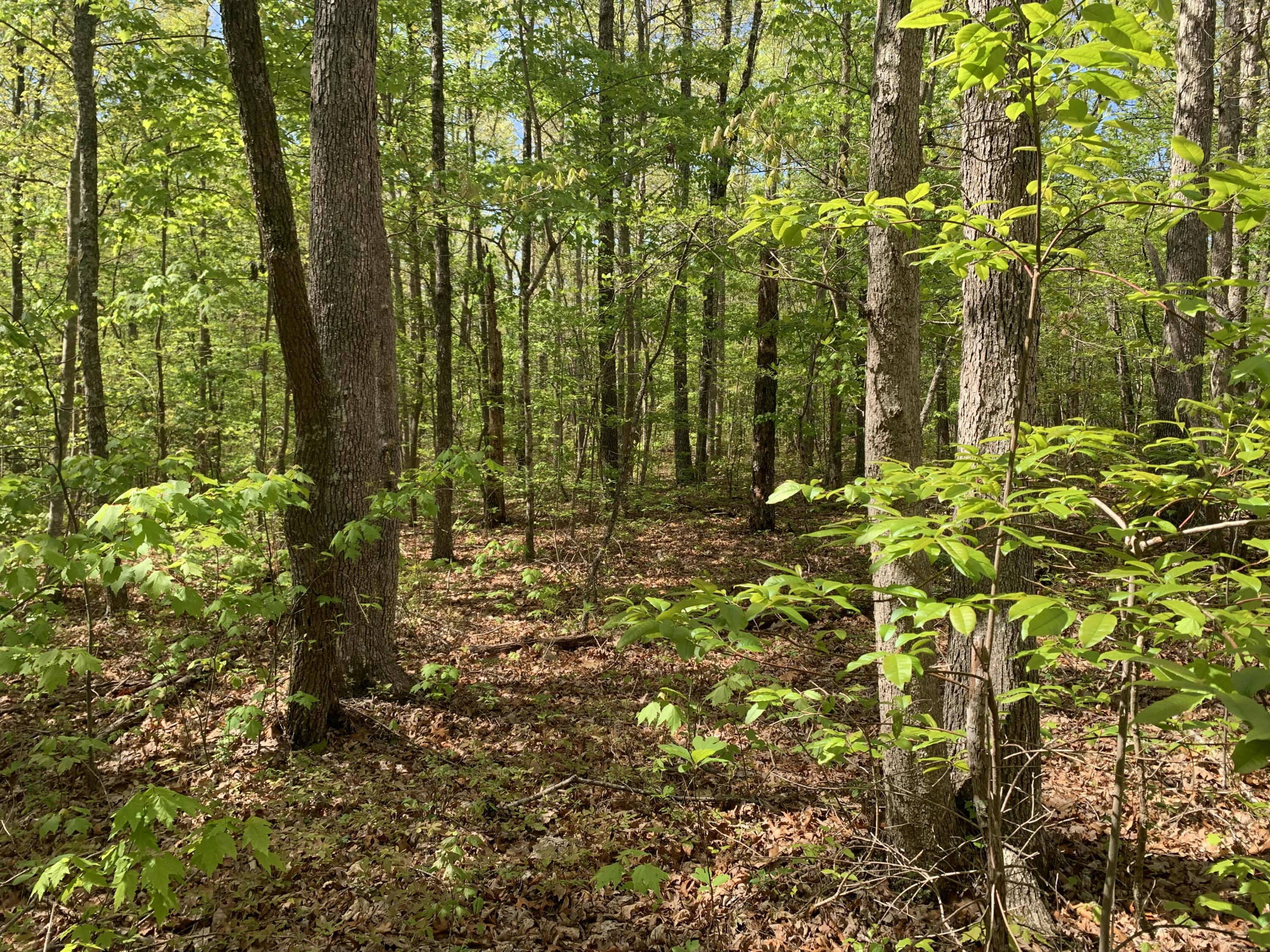 278 White Oak Swamp Road Dunlap, TN 37327 - Photo 3 of 6 Listing Phot 3