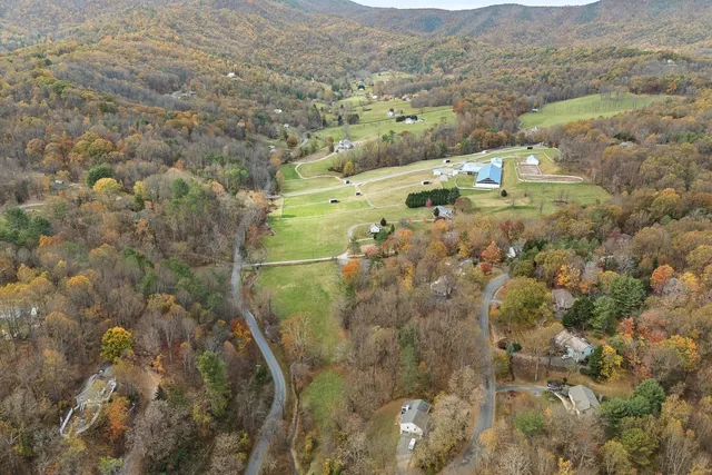 a close up of a tree