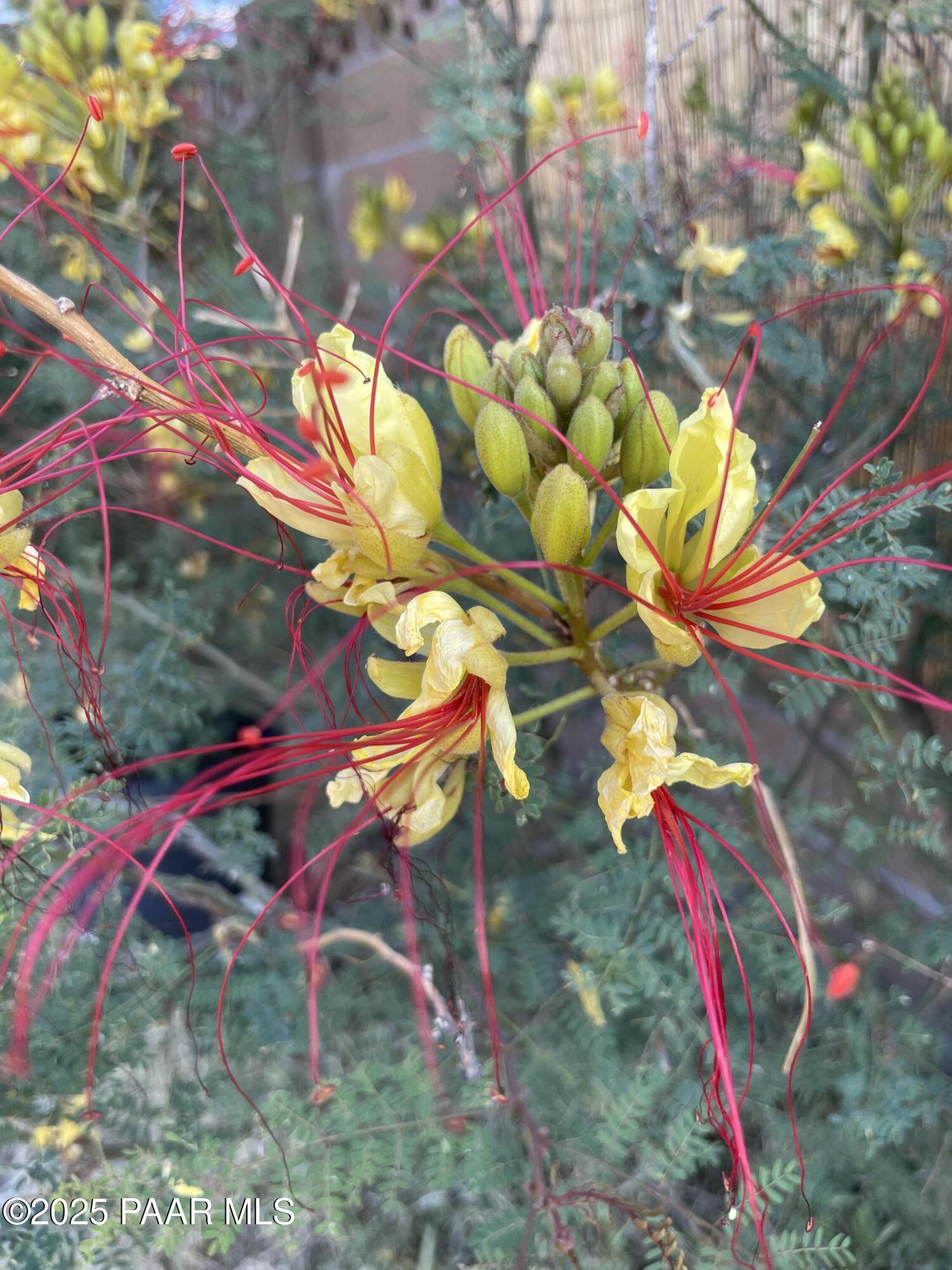4701 North Valancius Way Rimrock, AZ 86335 - Photo 23 of 35 a view of a tree with a tree