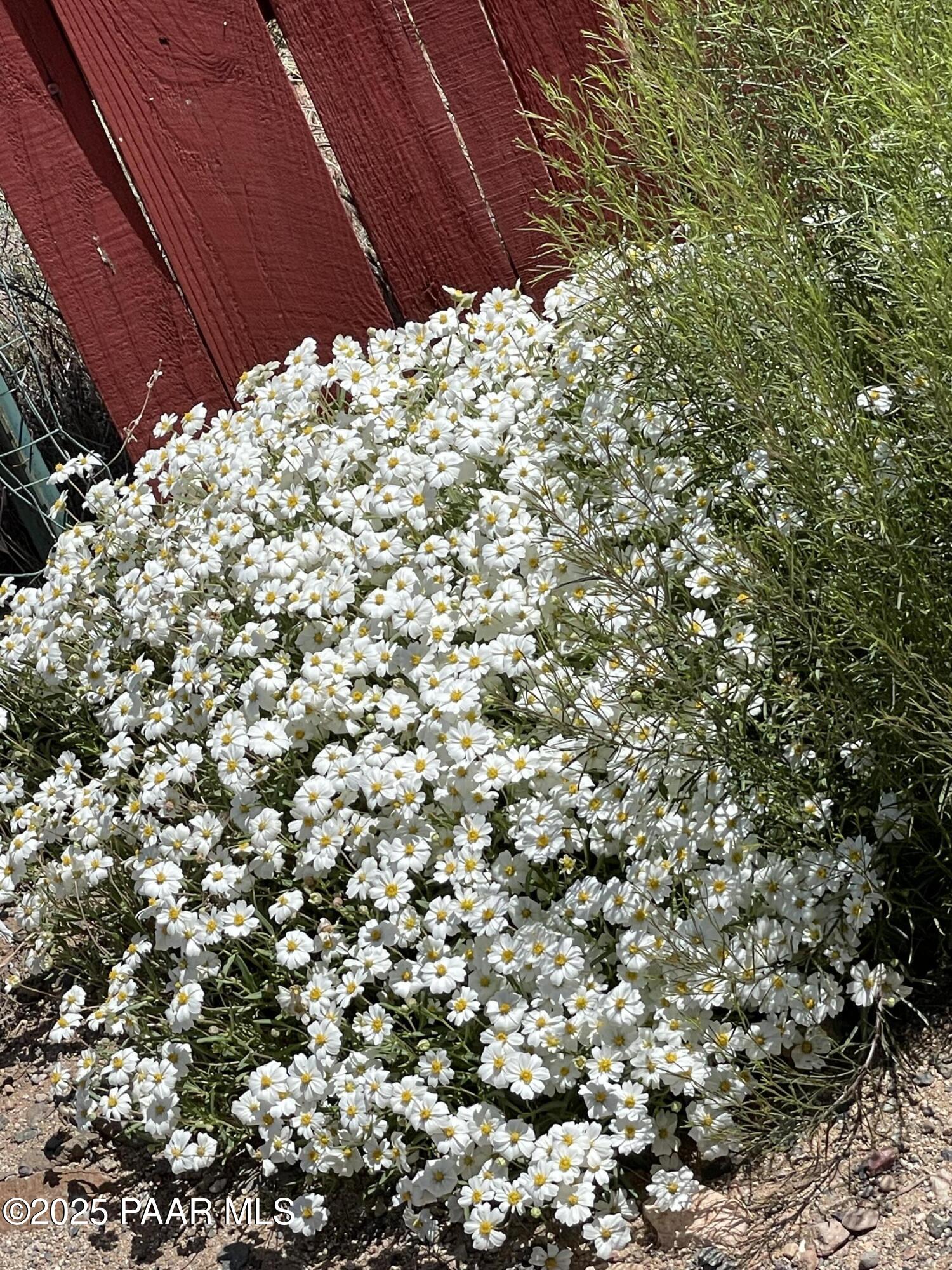 4701 North Valancius Way Rimrock, AZ 86335 - Photo 25 of 35 a view of a large tree