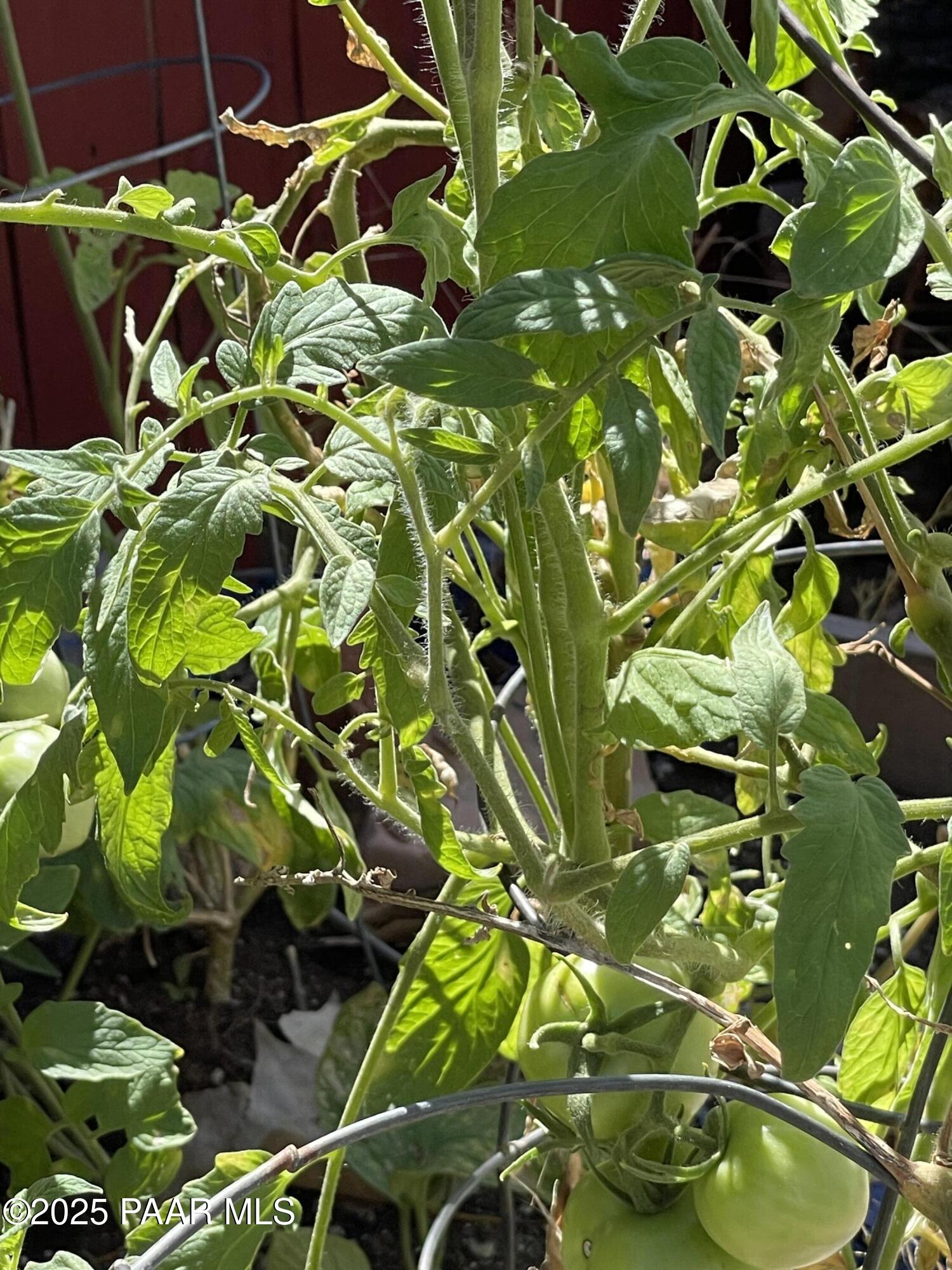 4701 North Valancius Way Rimrock, AZ 86335 - Photo 26 of 35 Garden Tomatoes