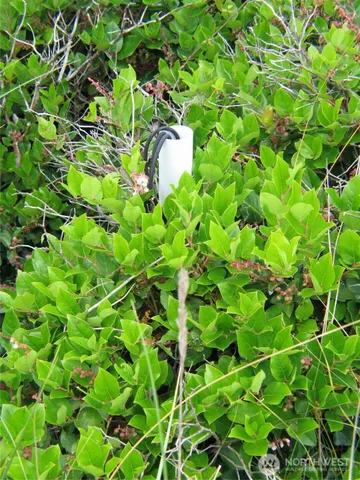 a backyard of a tree