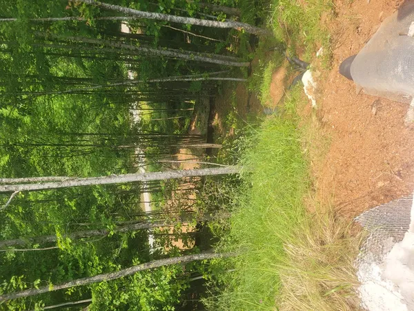 $145,000 | 2083 Daylily Drive, Marble, NC 28905