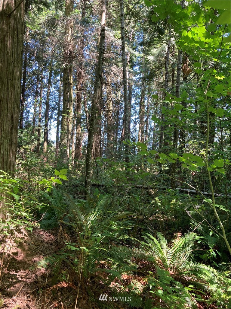 3000 East Smith Road Bellingham, WA 98226 - Photo 16 of 20 a backyard of a house with lots of trees