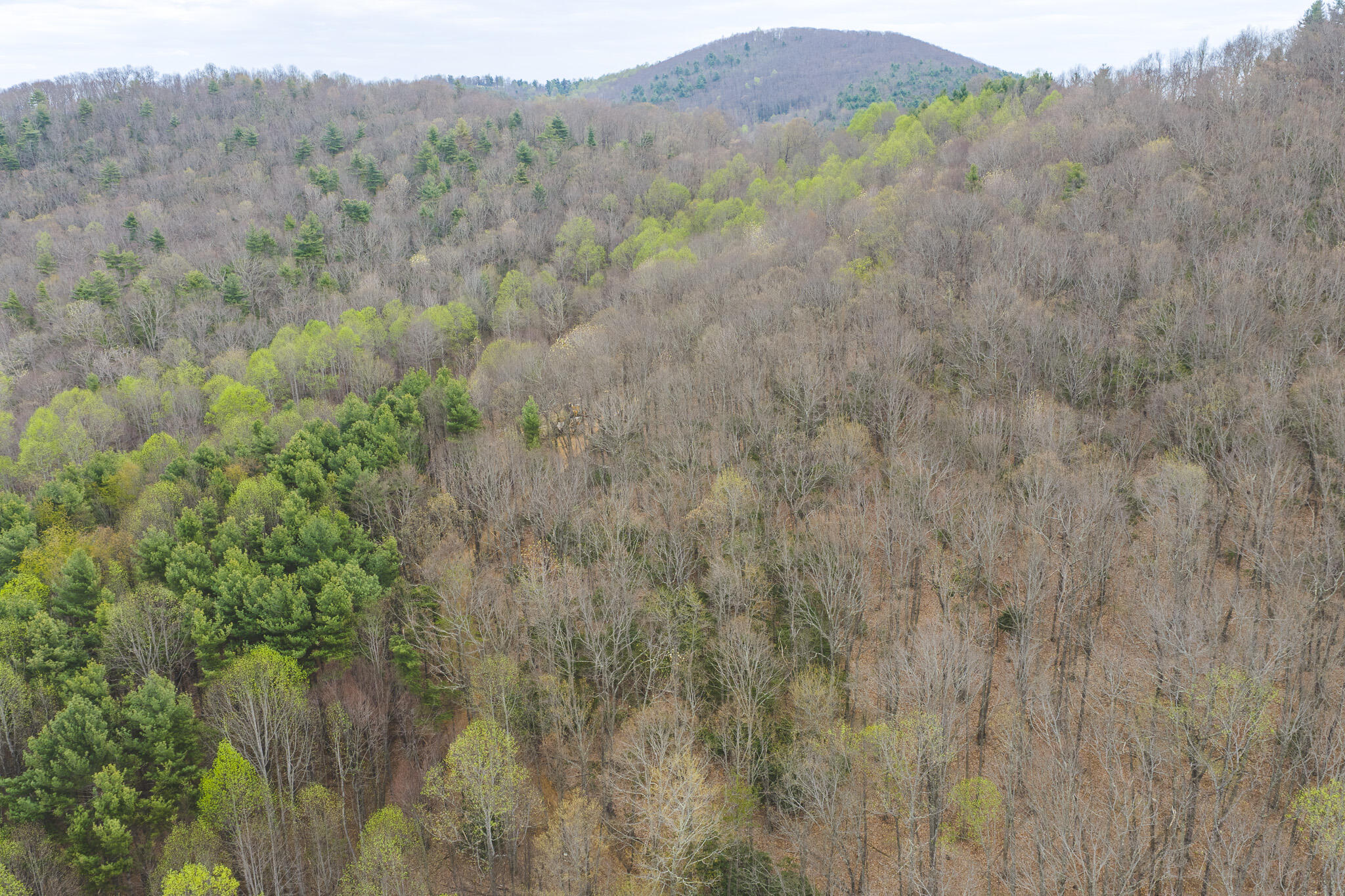 a view of a lush green forest with lush green forest