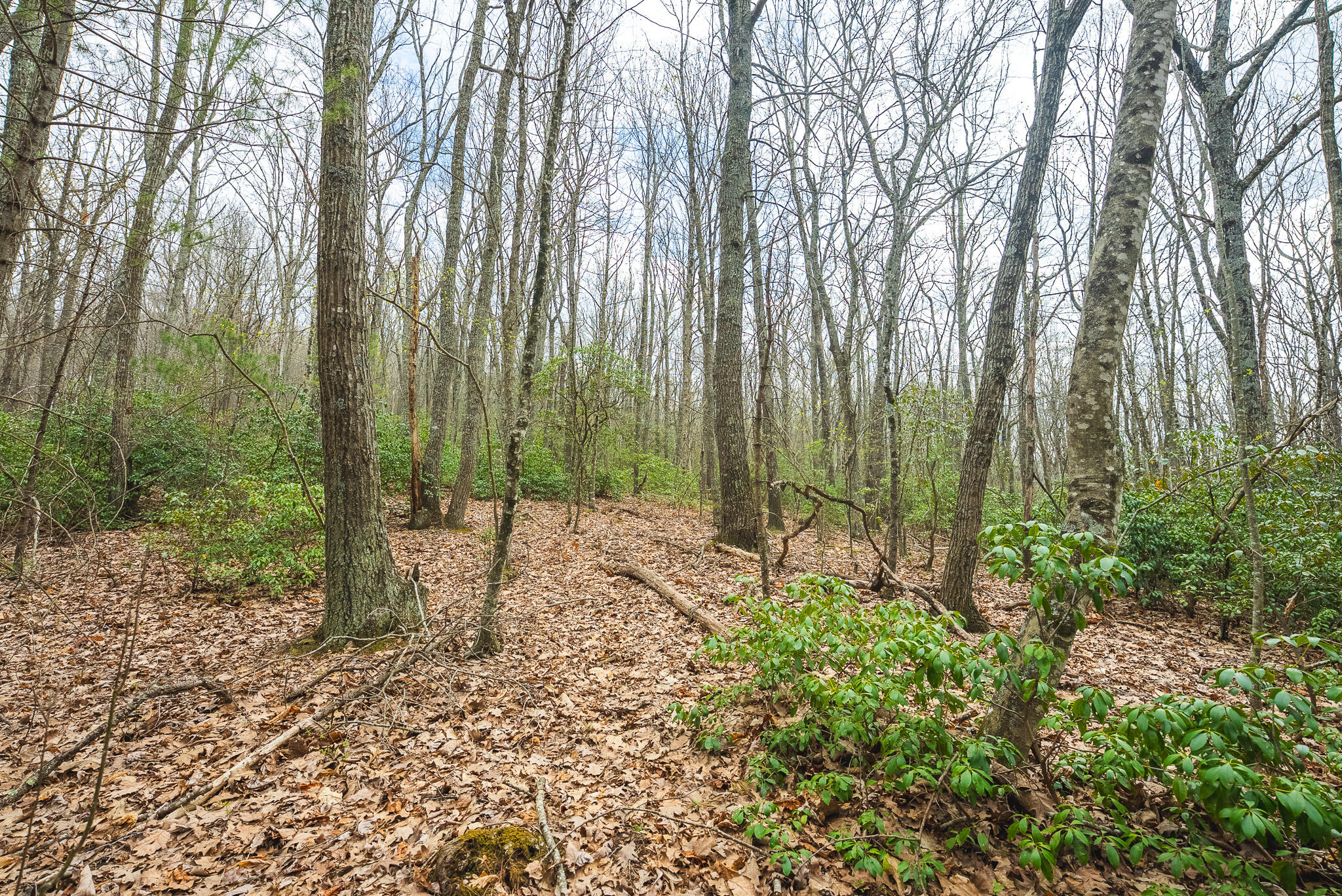 Tbd Cox Store Road Southwest Floyd, VA 24091 - Photo 13 of 27 a view of outdoor space with lots of trees