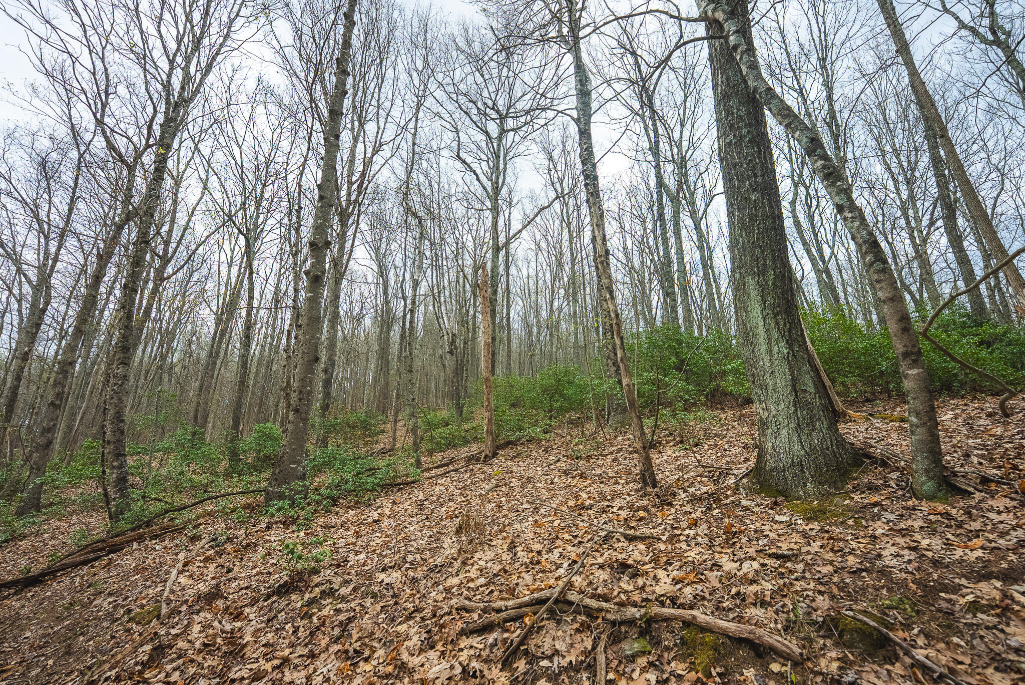 Tbd Cox Store Road Southwest Floyd, VA 24091 - Photo 14 of 27 a view of outdoor space with lots of trees