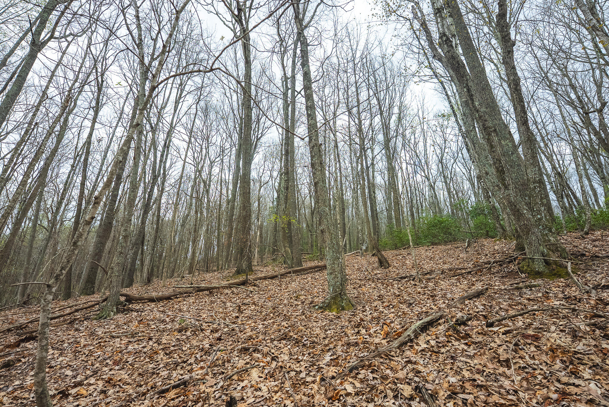 Tbd Cox Store Road Southwest Floyd, VA 24091 - Photo 15 of 27 a backyard of a house with lots of green space