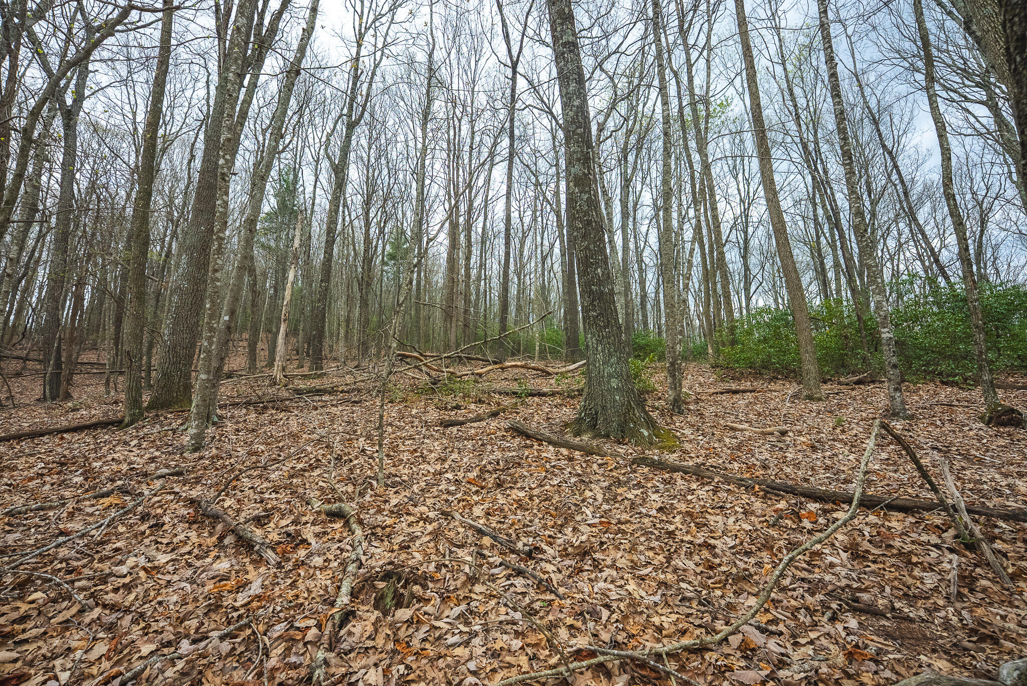 Tbd Cox Store Road Southwest Floyd, VA 24091 - Photo 16 of 27 a view of outdoor space with trees
