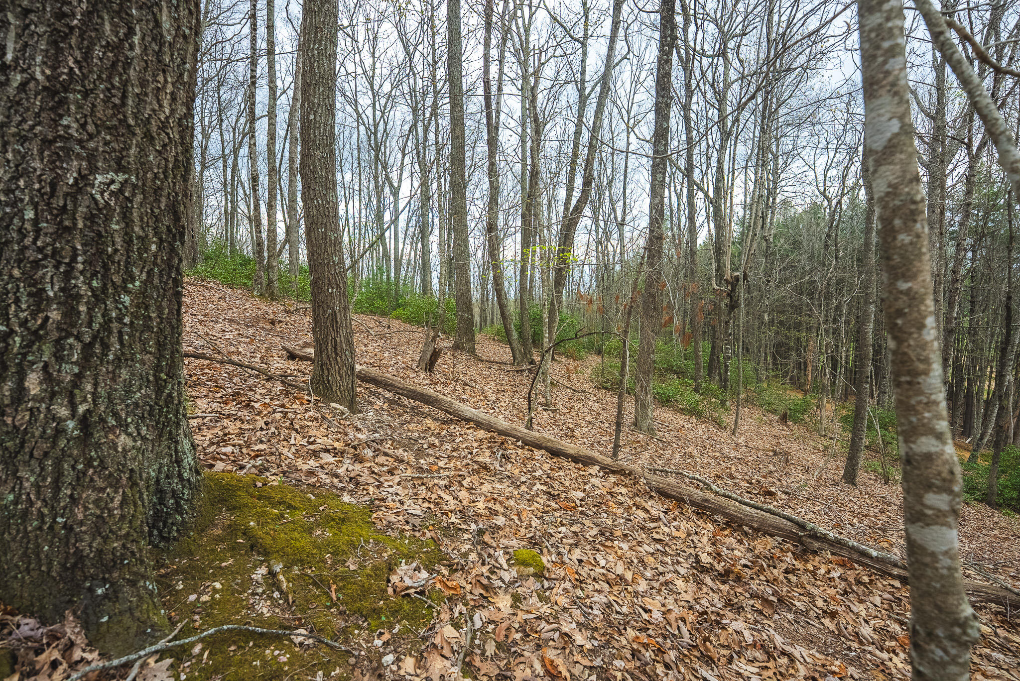 Tbd Cox Store Road Southwest Floyd, VA 24091 - Photo 17 of 27 a view of a yard with trees in the background