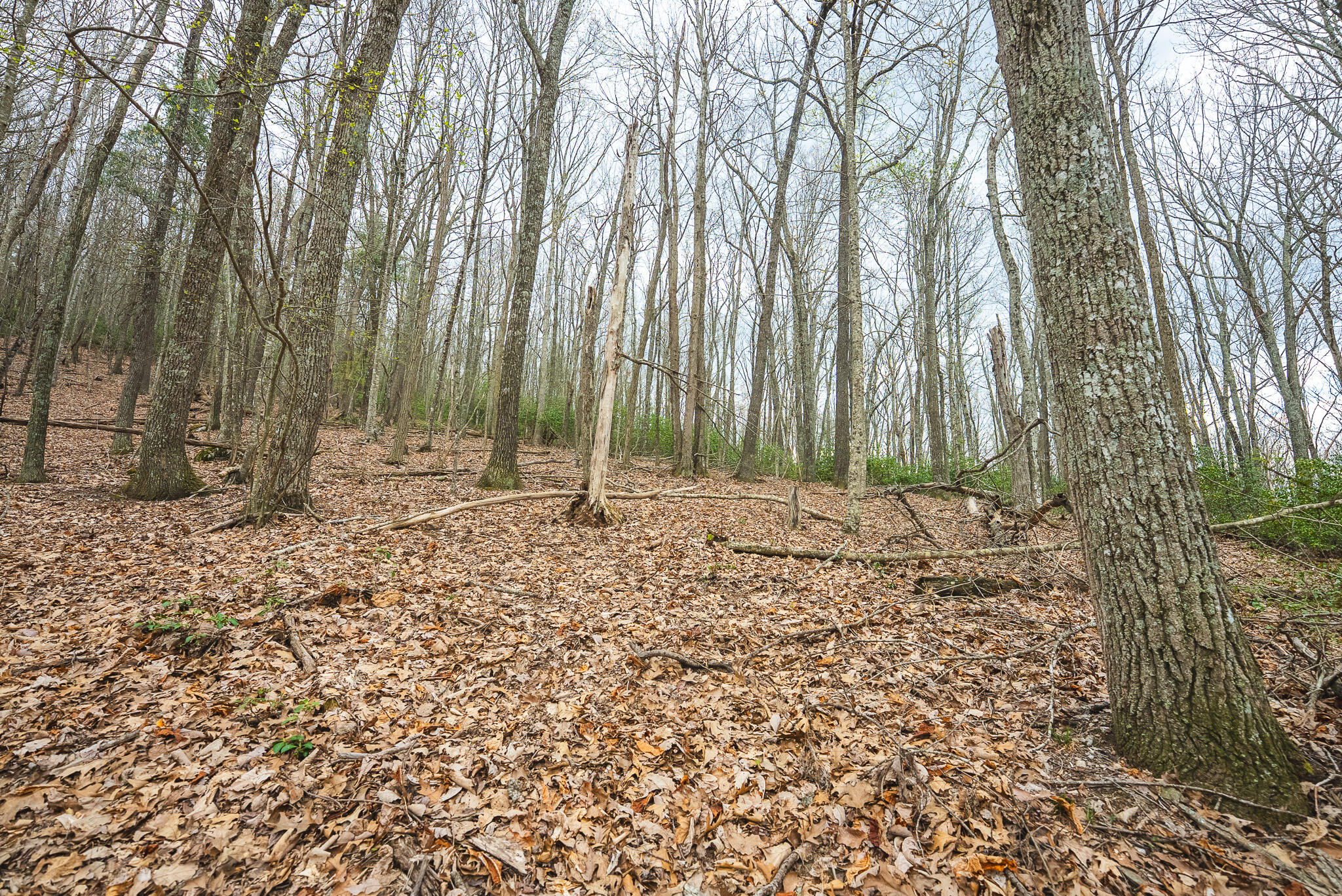 Tbd Cox Store Road Southwest Floyd, VA 24091 - Photo 18 of 27 a backyard of a house with lots of green space