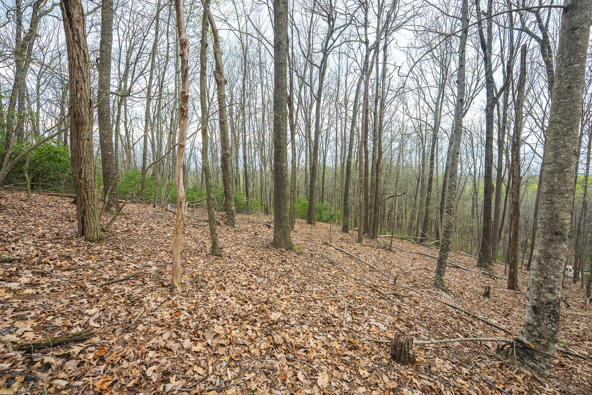 Tbd Cox Store Road Southwest Floyd, VA 24091 - Photo 20 of 27 a large room with trees in front of it