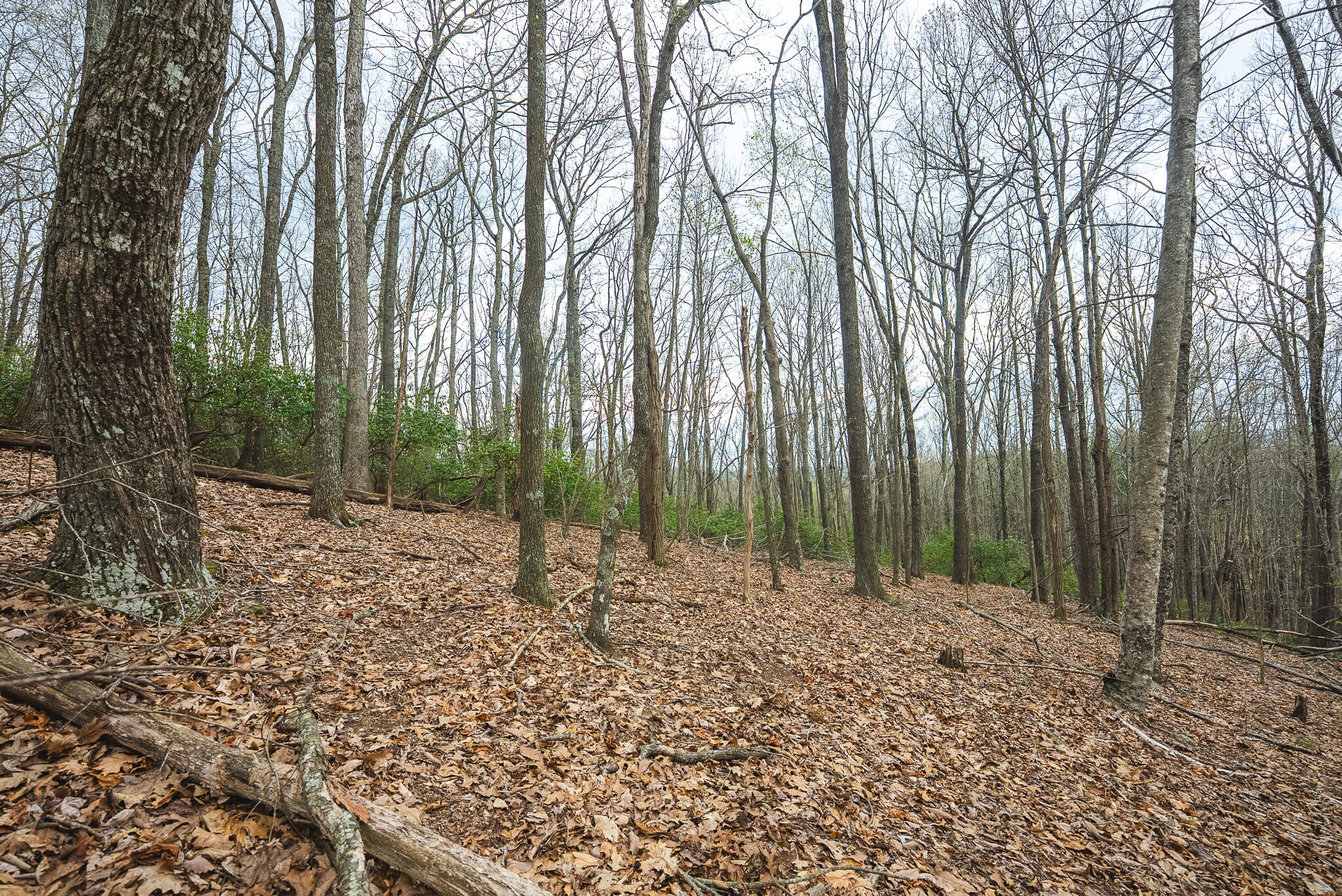 Tbd Cox Store Road Southwest Floyd, VA 24091 - Photo 23 of 27 a view of outdoor space with lots of trees