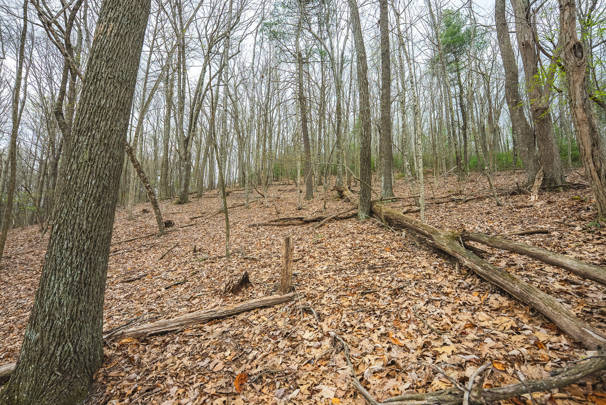 Tbd Cox Store Road Southwest Floyd, VA 24091 - Photo 24 of 27 a backyard of a house with lots of green space