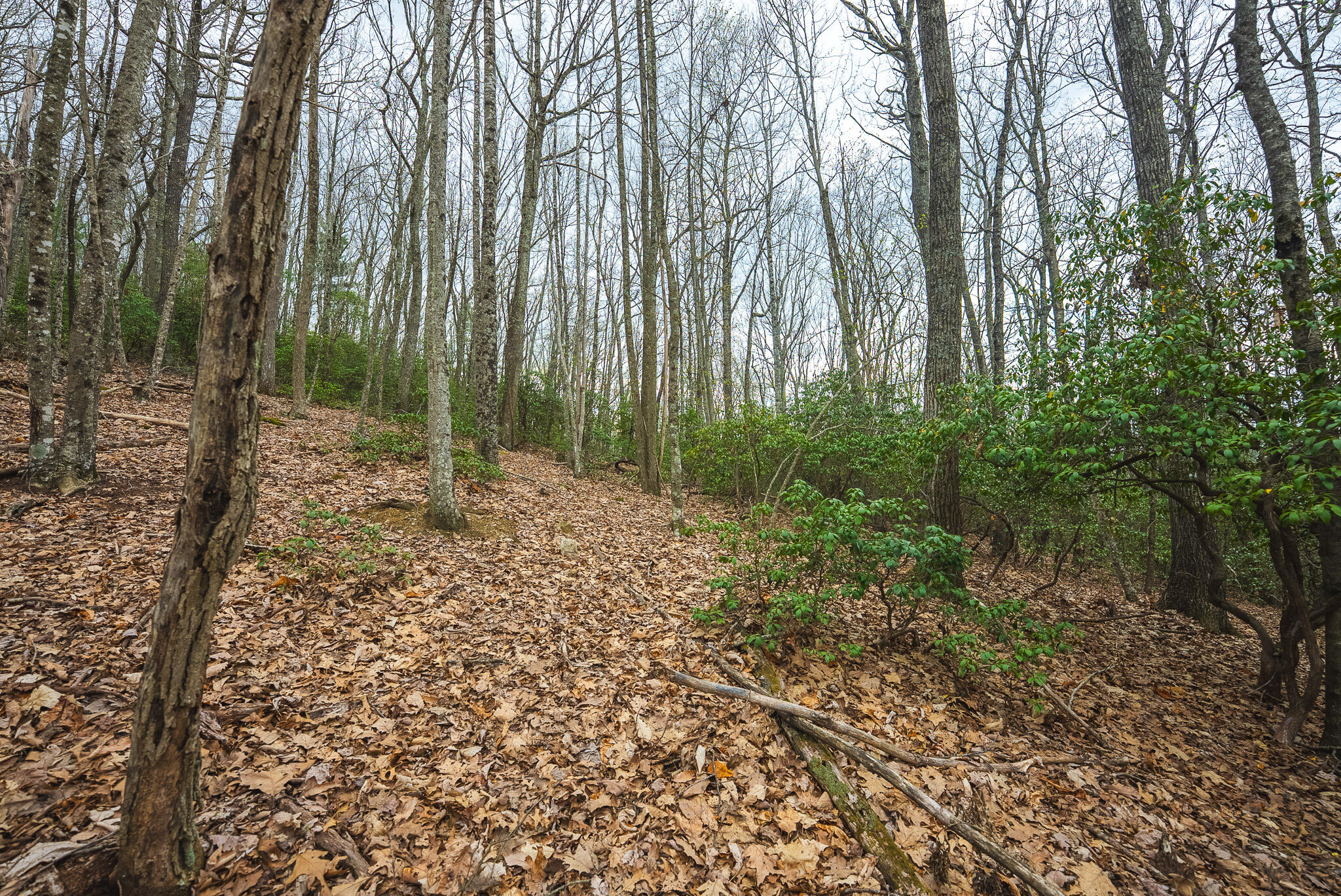 Tbd Cox Store Road Southwest Floyd, VA 24091 - Photo 25 of 27 a view of outdoor space with trees
