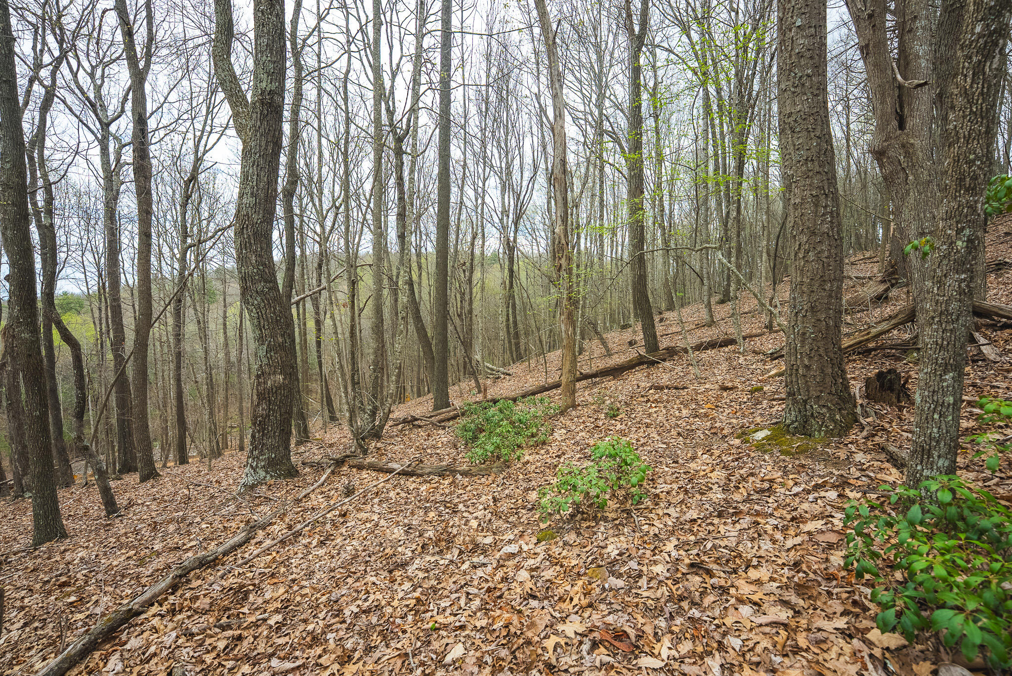 Tbd Cox Store Road Southwest Floyd, VA 24091 - Photo 27 of 27 a view of backyard with green space