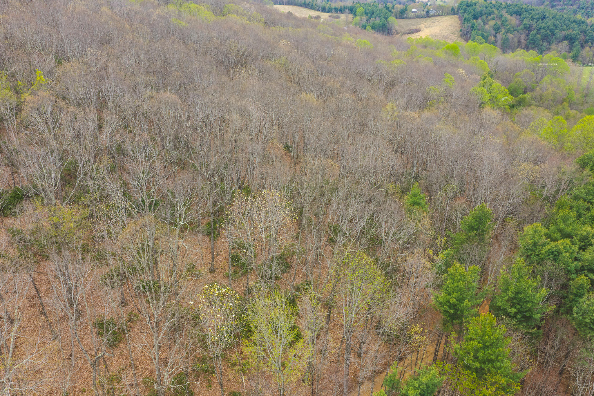Tbd Cox Store Road Southwest Floyd, VA 24091 - Photo 3 of 27 a view of a lake with a yard