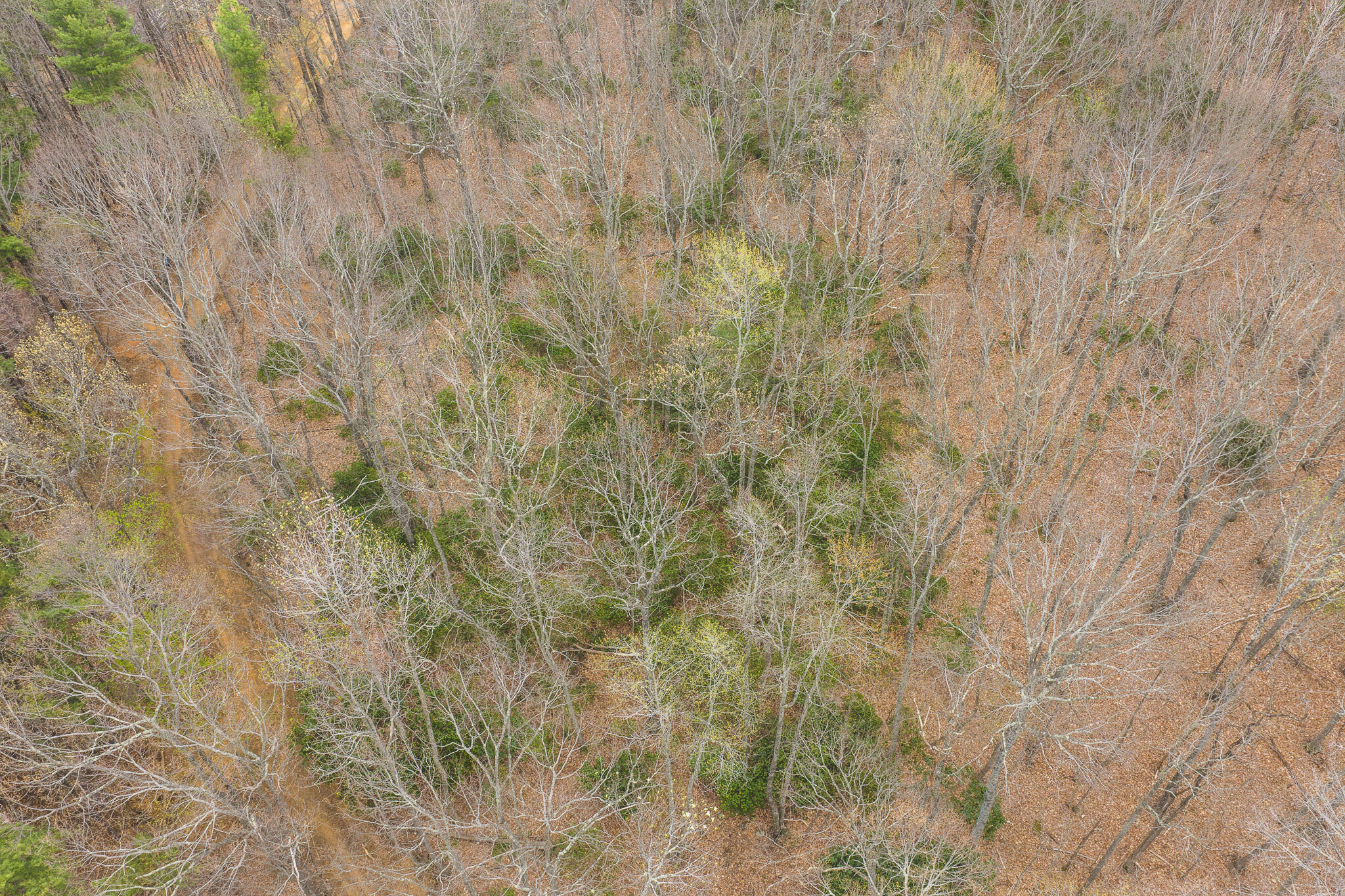 Tbd Cox Store Road Southwest Floyd, VA 24091 - Photo 5 of 27 a view of a dry yard