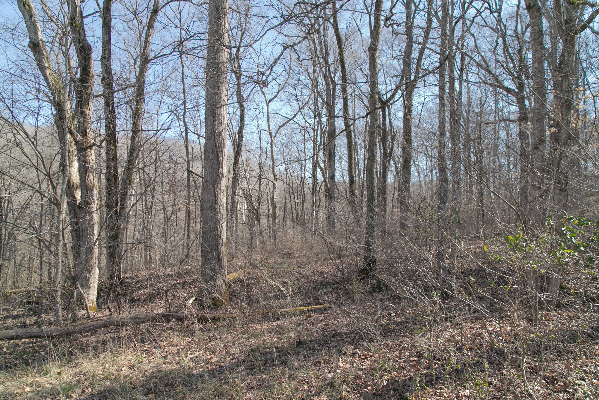 5544 Taylor Cemetery Road Franklin, TN 37064 - Photo 40 of 45 a view of a yard with large trees