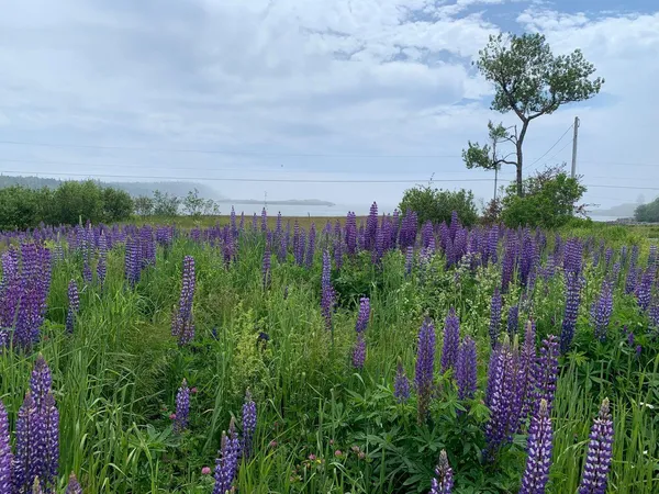 $2,500,000 | 1047 Boot Cove Road, Lubec, ME 04652